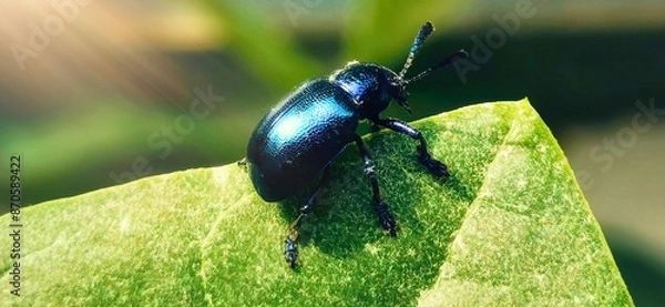 Fototapeta beetle on the leaf