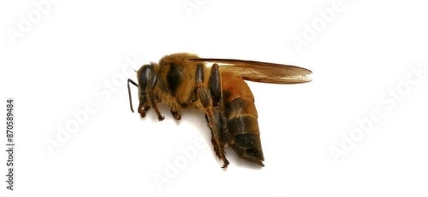 Fototapeta wasp on white background​ dead bees​