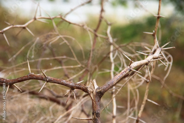 Fototapeta dry thorn