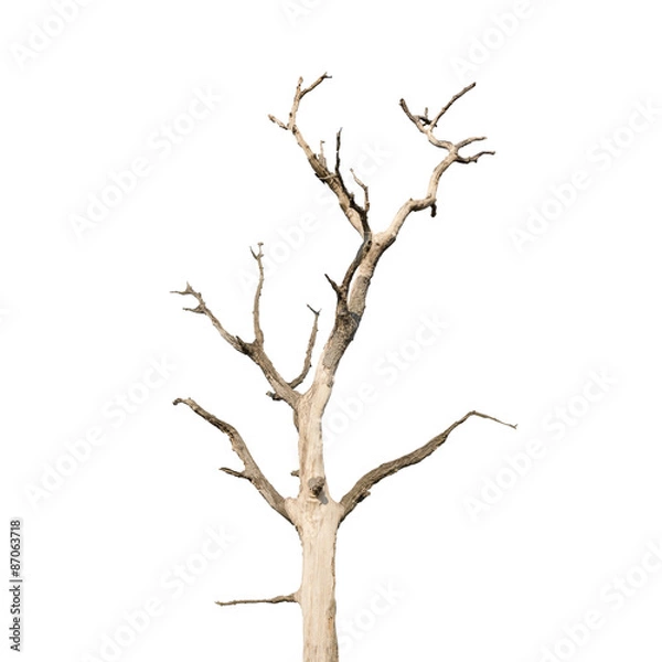 Fototapeta Single old and dead tree isolated on white background