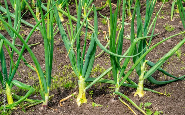 Obraz Close up of Onions growing in a garden (Allium cepa)
