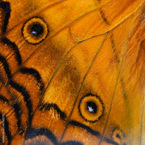 Obraz orange butterfly wing