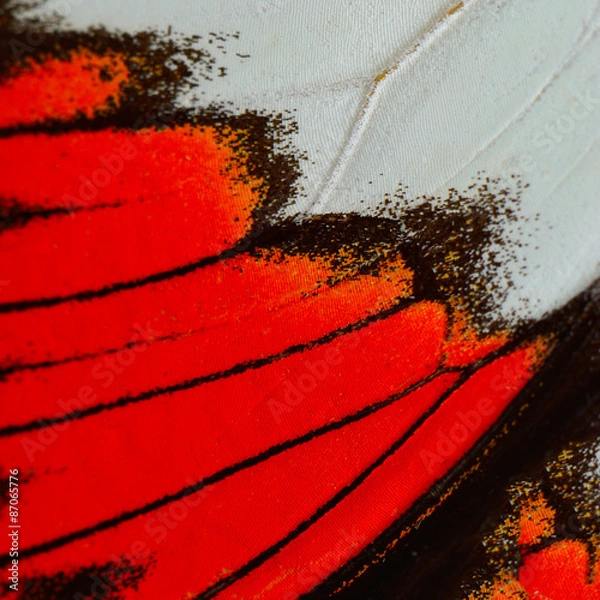 Obraz red butterfly wing