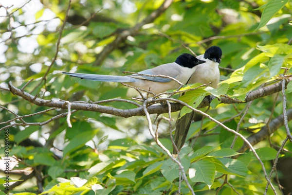 Fototapeta 木にとまる二羽のオナガ（尾長）