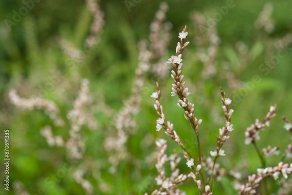 Obraz 草むらに咲く藍の花