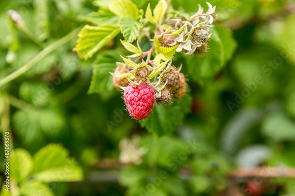 Fototapeta Raspberry on a branch