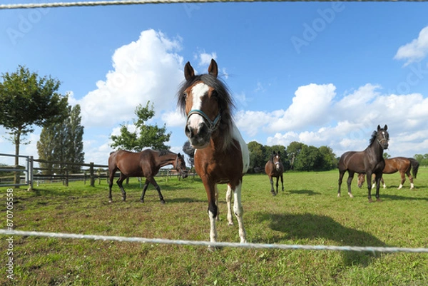 Obraz Pferd auf der Weide Sommer Sommerweide Sonne