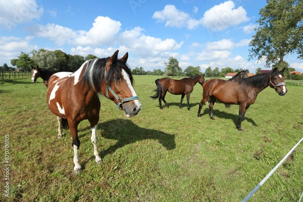 Obraz Pferd auf der Weide Sommer Sommerweide Sonne