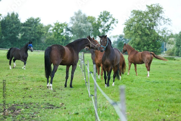 Obraz Pferd auf der Weide Sommer Sommerweide Sonne