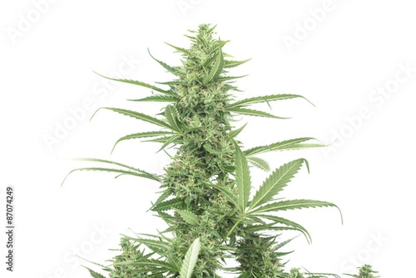 Obraz Bush of cannabis isolated on white