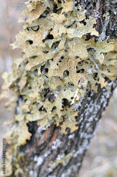 Fototapeta lichen on a tree, in Altay Russia
