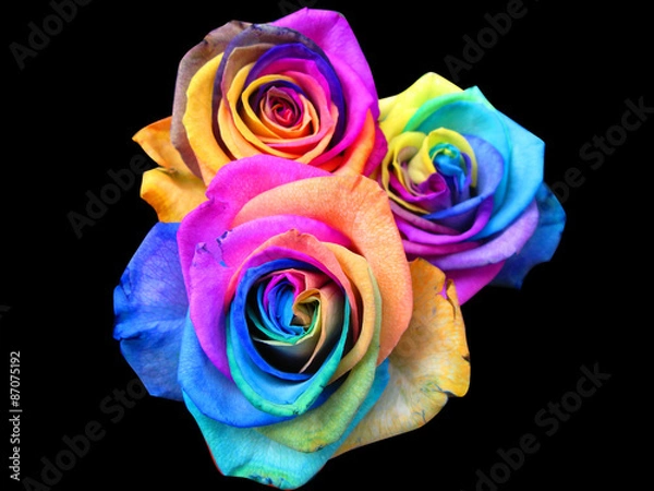 Fototapeta Rainbow roses