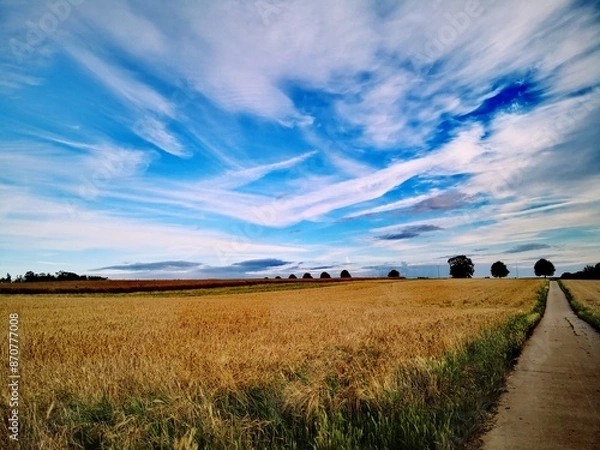 Obraz Weg durch das Feld
