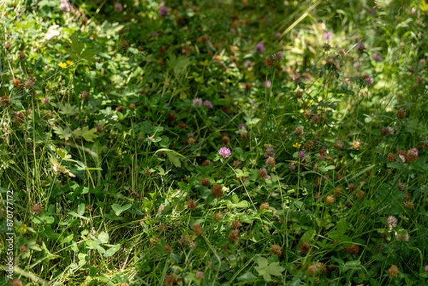 Fototapeta A field of purple flowers with a few brown flowers in the middle