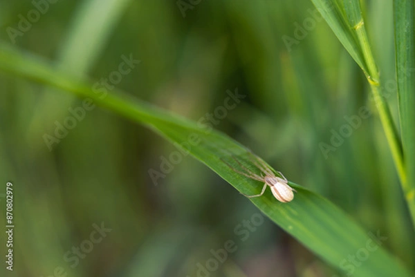 Obraz lone white spider on a blade of grass