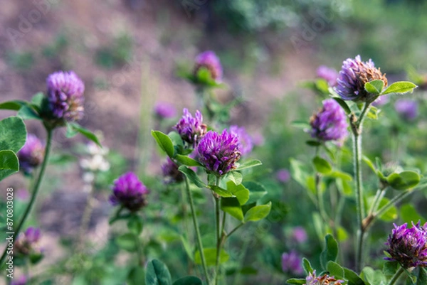 Obraz purple clover flowers in bloom in the green grass