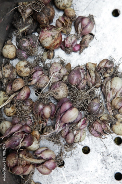 Obraz wilder Knoblauch