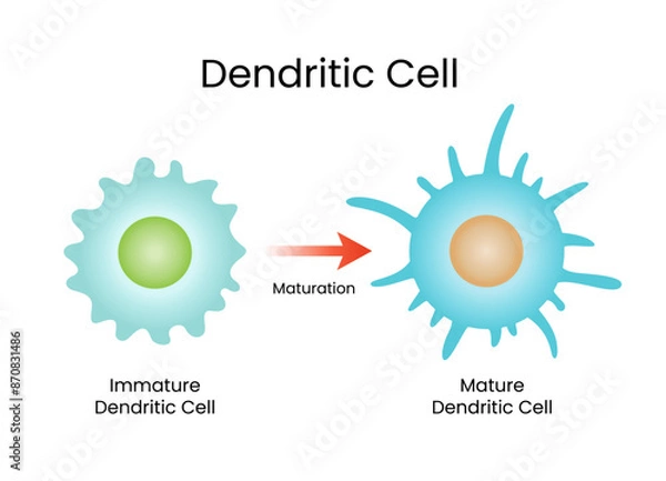 Fototapeta Cytological Science Dendritic Cell Vector