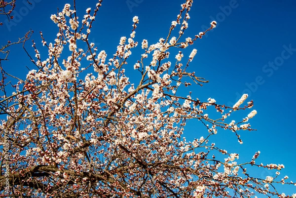 Obraz Абрикос