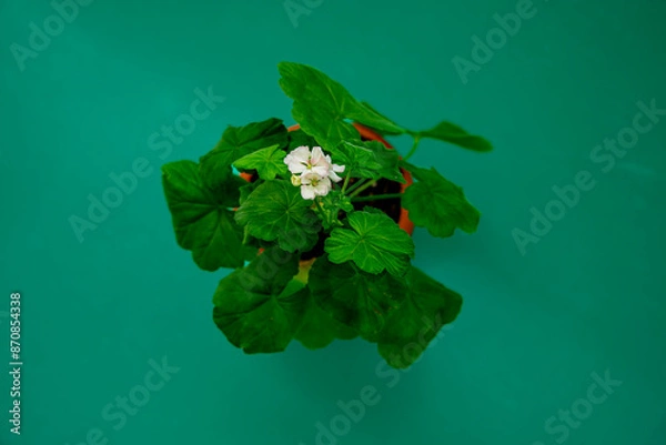 Obraz Калачик