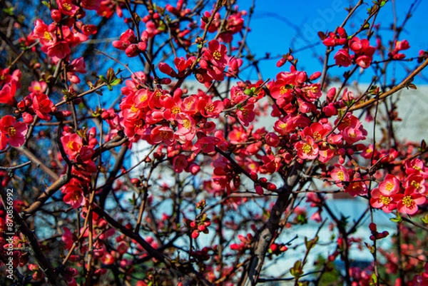 Obraz Фруктовое дерево пышно цветёт по весне