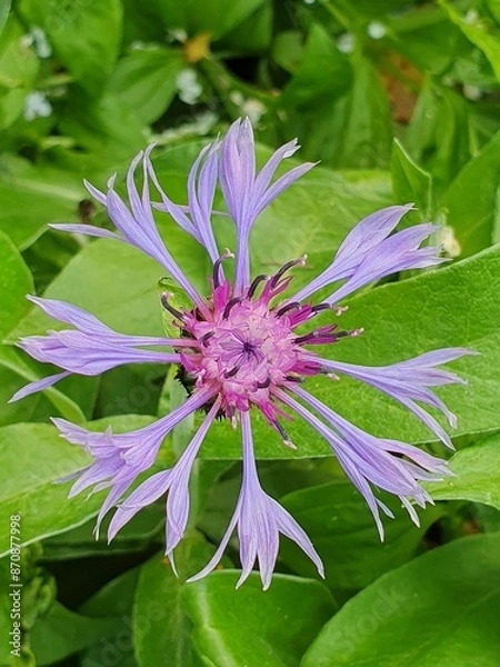 Fototapeta Flowerhead of a garden cultivar of cornflower.