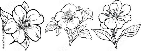 Fototapeta Collection of jasmine, trumpet, and rhododendron flower line art vector illustrations set isolated on transparent background. Modern minimalist design for logo, tattoo, wall art, poster,