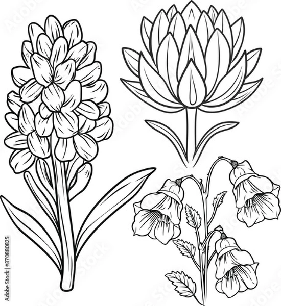 Fototapeta Hyacinth, Protea, and Canterbury flower line art vector illustrations isolated on a transparent background. Modern minimalist design for logo, 