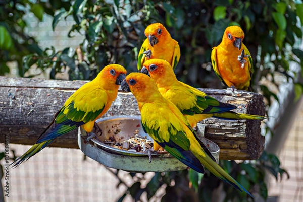 Obraz Sun conure, also known as the sun parakeets, eating their food together in Jungle Safari zoo at Kevadia, Gujrat, India.