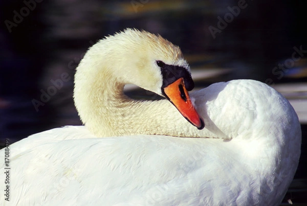 Fototapeta Swan