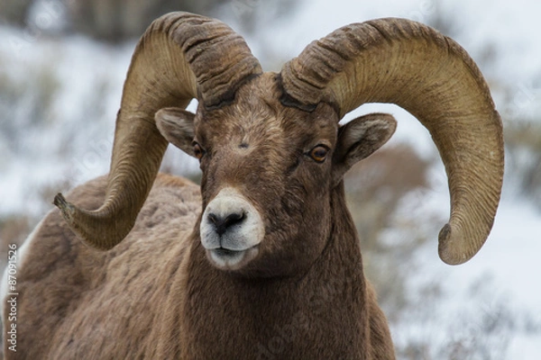 Obraz bighorn ram portrait