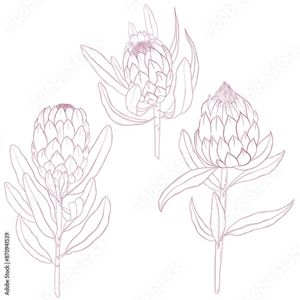 Obraz Hand drawn protea flower