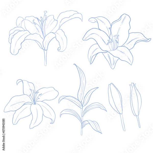 Obraz Hand drawn beautiful lily collection