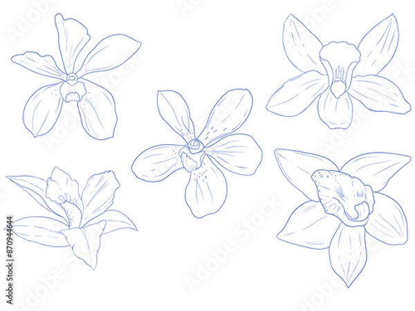 Obraz Set of hand drawn Orchids set