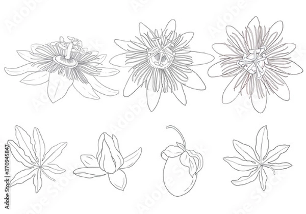 Obraz Blue Passion flower hand drawn illustration