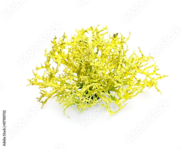 Obraz Wolf lichen isolated on white background