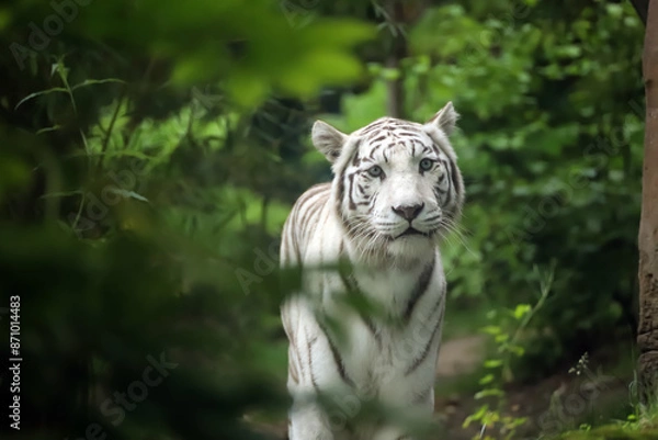 Obraz Tigre blanc dans la nature