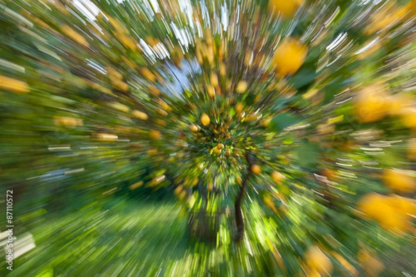 Obraz Spanien, Mallorca, Tramuntana, Soller, Zitronenbäume mit reifen Früchten, Landwirtschaft, Zitronenernte