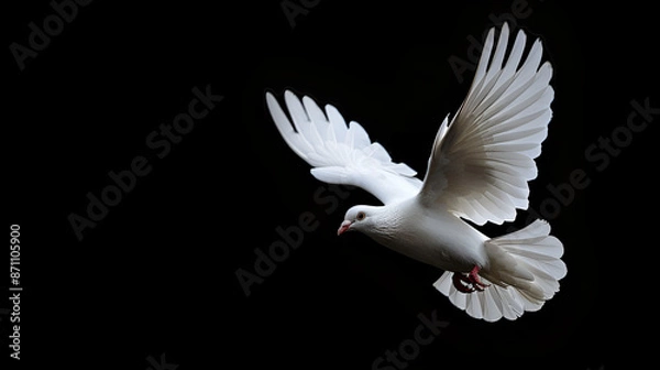 Fototapeta Graceful White Dove in Flight