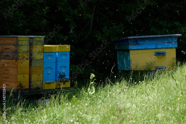 Fototapeta Evidence for bees located in the forest. . High quality photo