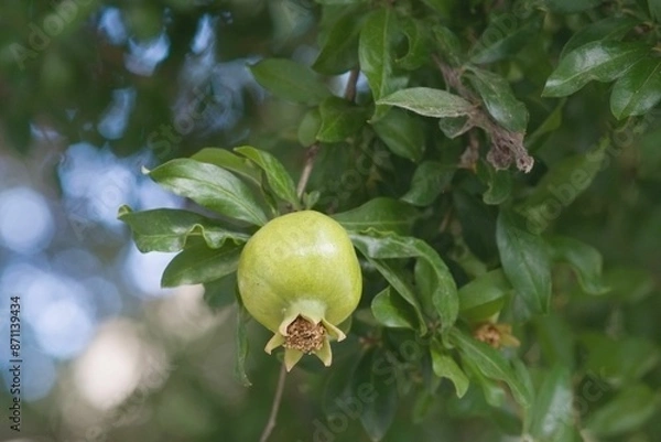 Obraz A photo of a green pogremanate fruit on a tree with green leafs