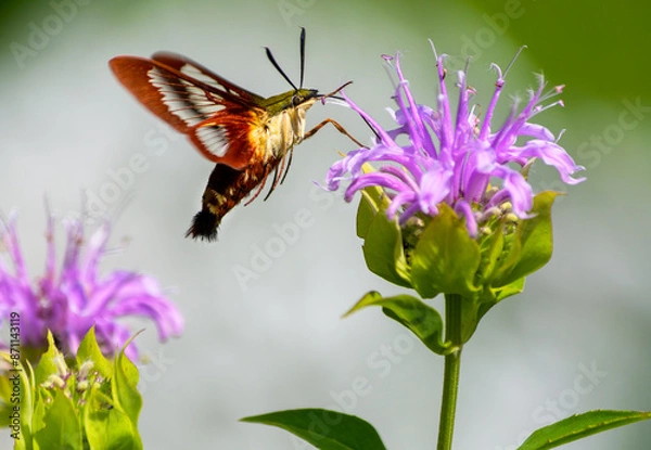Obraz Hummingbird clearwing moth gathering nectar from a bee balm flower