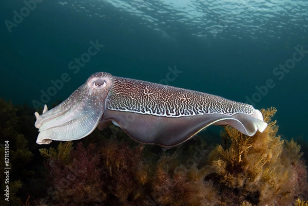 Obraz Australian Giant Cuttlefish
