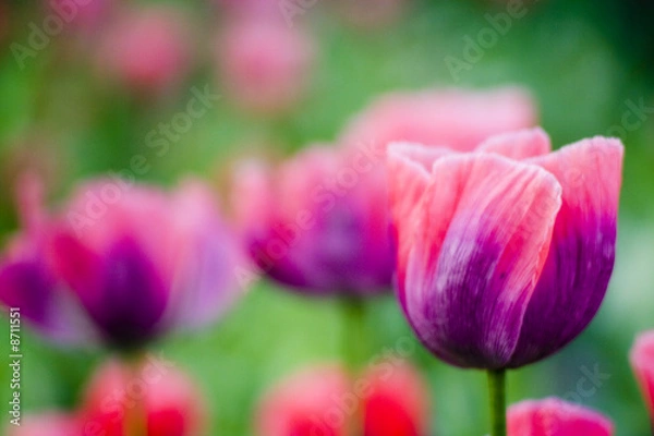 Obraz poppy on a field