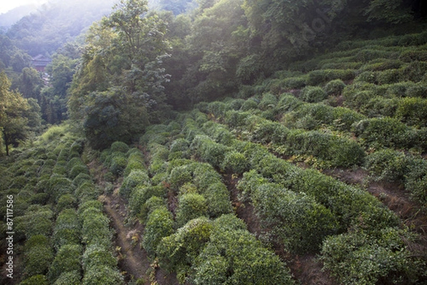 Fototapeta 蒙頂山の茶畑