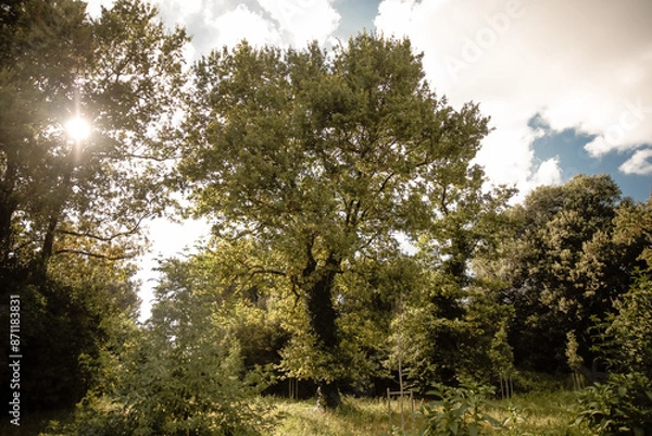 Obraz sun shining through trees