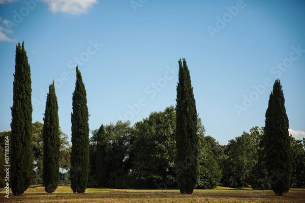 Obraz cypresses in tuscany