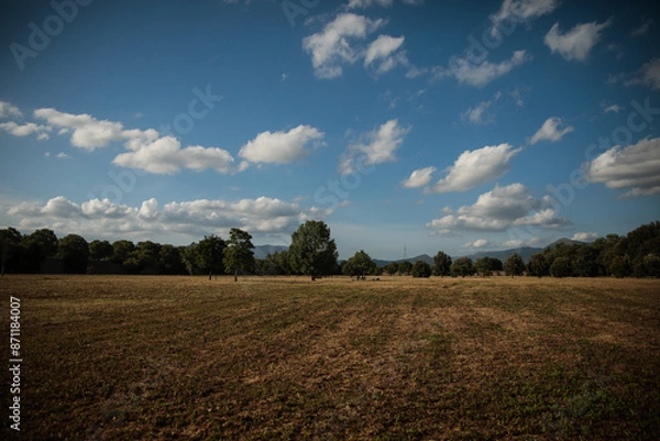 Obraz field and sky