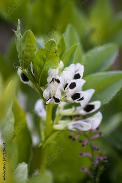 Obraz Bean plants white flowers.