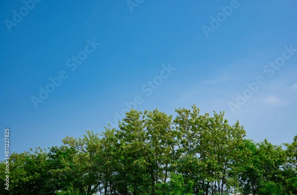 Obraz summer forest trees with blue sky